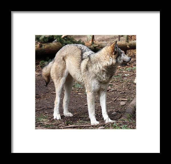 Northwest Trek Framed Print featuring the photograph Grey Wolf - 0005 by S and S Photo