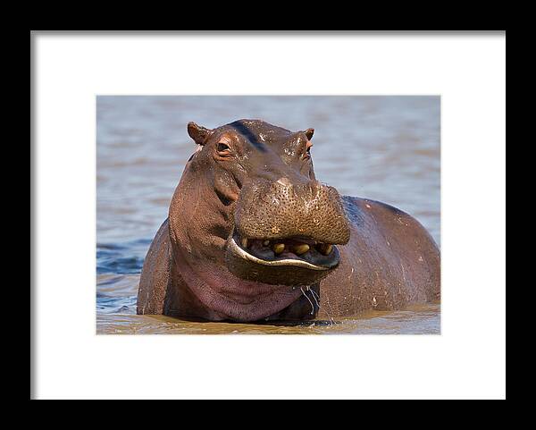 Africa Framed Print featuring the photograph Grinning Hippo by George Cathcart