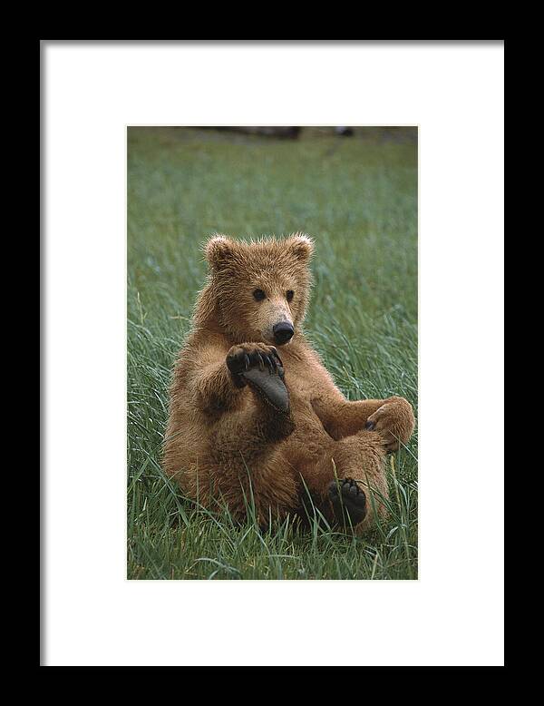 00784213 Framed Print featuring the photograph Grizzly Bear Cub Playing Katmai by Suzi Eszterhas