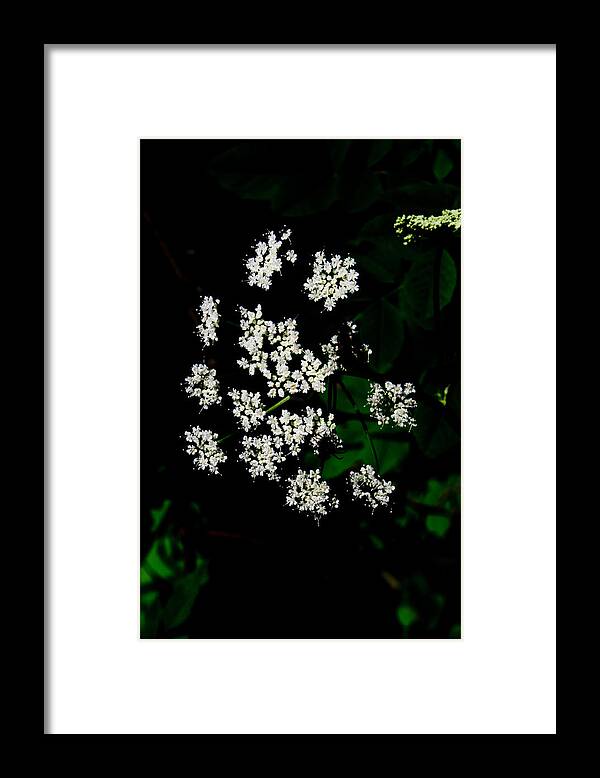 Closeup Framed Print featuring the photograph Ground-elder by Michael Goyberg