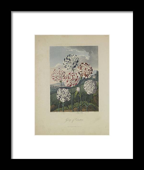 Thornton Framed Print featuring the drawing Group of Carnations by Robert John Thornton
