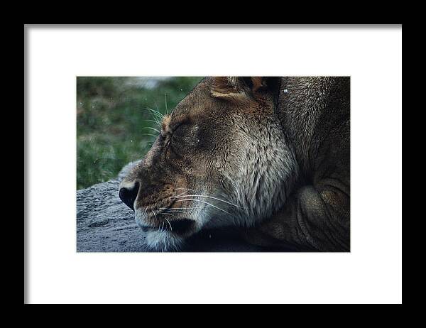 Hovind Framed Print featuring the photograph Grumpy Kitty by Scott Hovind