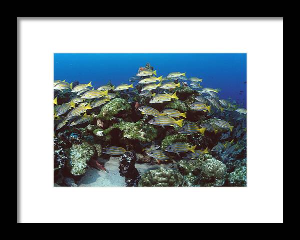 00106488 Framed Print featuring the photograph Grunt School Along Coral Reef Cocos by Flip Nicklin