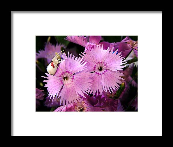 Flowers Framed Print featuring the photograph Guarding the Beauty by Bill Pevlor