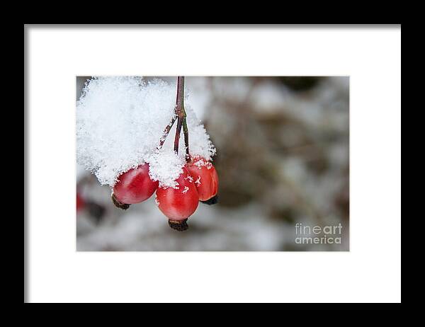 Red Berry Framed Print featuring the photograph Guelder Rose in the Snow by Ann Garrett