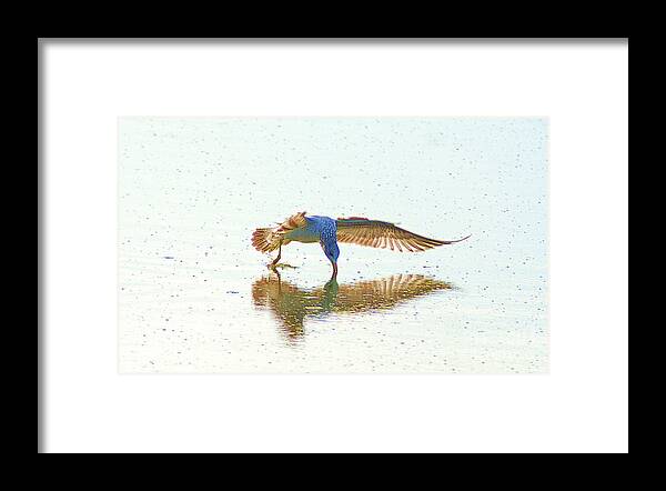 Gull Framed Print featuring the photograph Gull Feeding On Lake by John Kolenberg