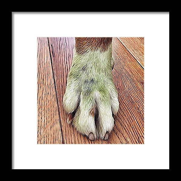 Paw Framed Print featuring the photograph Had A Little Help In The Garden by Robert Campbell
