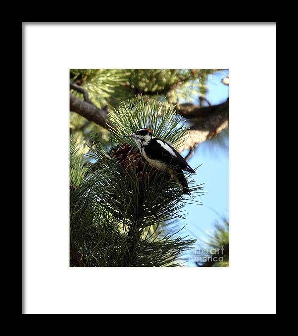 Woodpecker Framed Print featuring the photograph Hairy Woodpecker on Pine Cone by Dorrene BrownButterfield