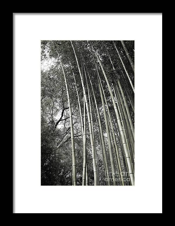 Trees Framed Print featuring the photograph Hakone Bamboo 1 by Ellen Cotton