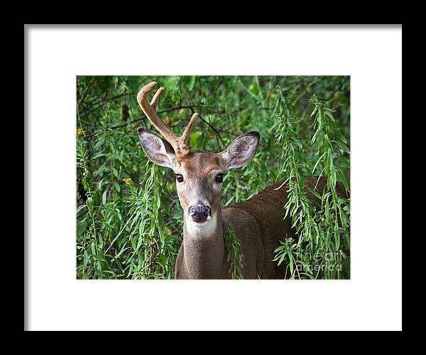 Color Photography Framed Print featuring the photograph Half a Buck by Sue Stefanowicz