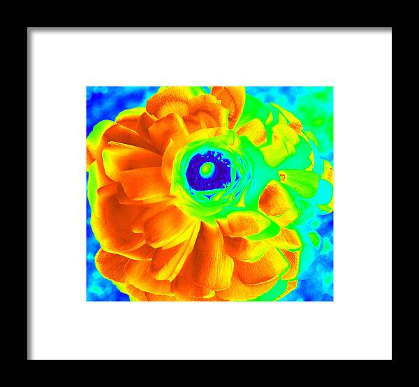 Ranunculus Flower Framed Print featuring the photograph Half On Fire by Kim Galluzzo