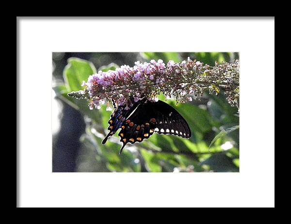 Butterfly Framed Print featuring the photograph Hangin On by Kim Galluzzo