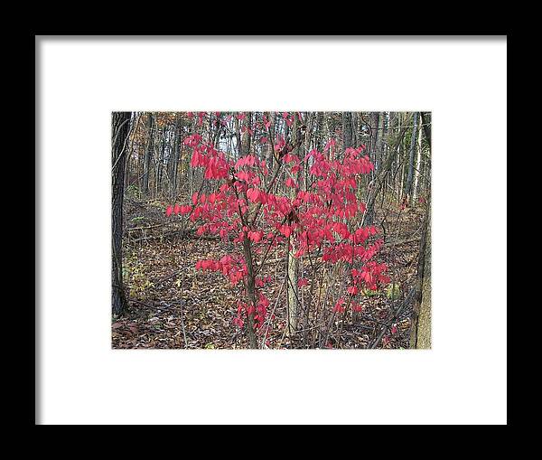 Autumn Framed Print featuring the photograph Hanging on to Life by Sheila Silverstein