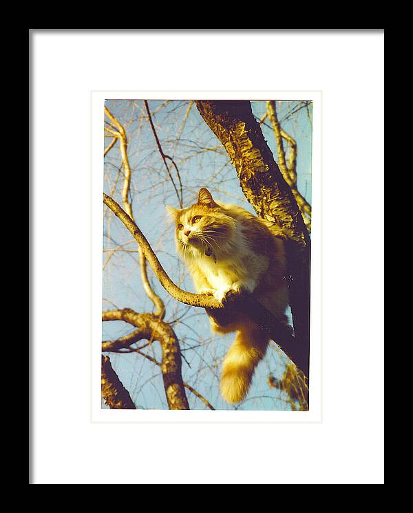 Long Haired Cat Framed Print featuring the photograph Hanserelli in Tree by Barbara McGeachen