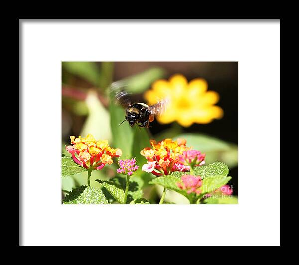 Bee Photograph Framed Print featuring the photograph Happy Bee by Luana K Perez