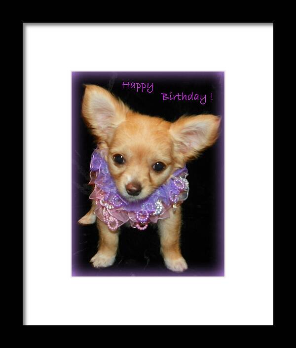 Chihuahua Framed Print featuring the photograph Happy Birthday Chihuahua by Sheri McLeroy