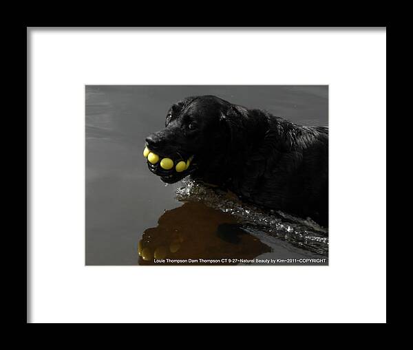 Louie Framed Print featuring the photograph Happy Louie by Kim Galluzzo