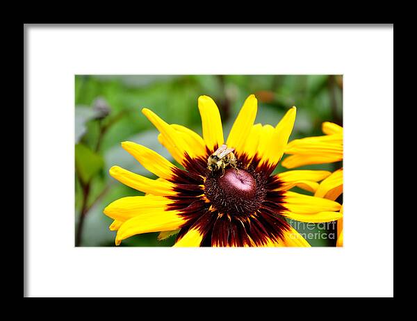  Butchart Gardens Framed Print featuring the photograph Happy Rudbeckia by Tatyana Searcy