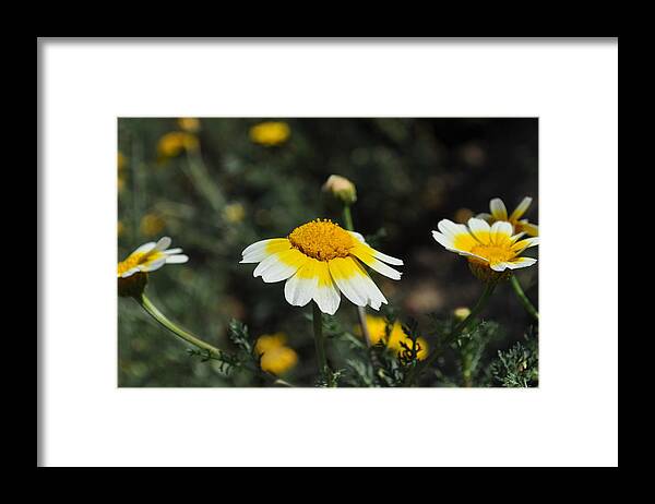 Spring Framed Print featuring the photograph Happy Spring by Bridgette Gomes