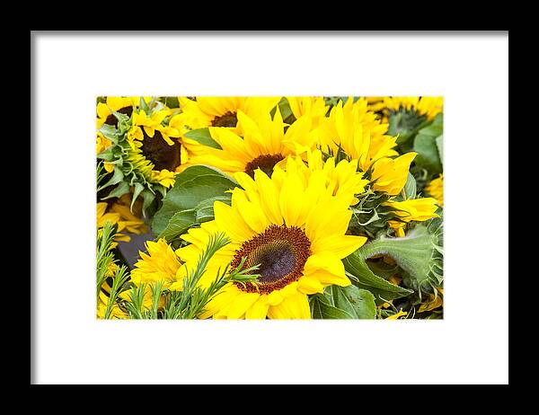 Spring Framed Print featuring the photograph Happy Sunflowers by Dina Calvarese