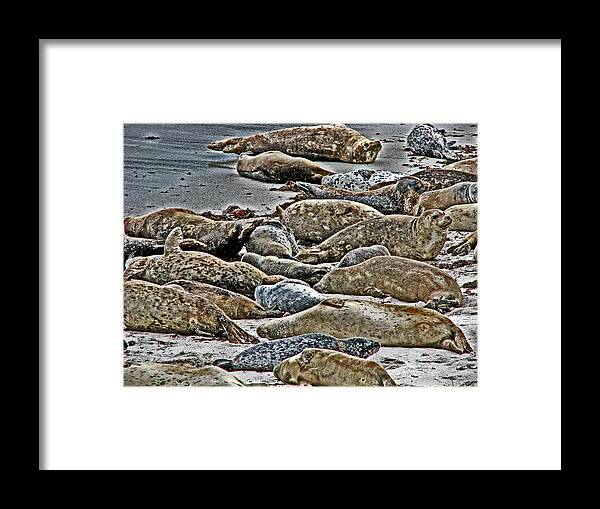 Seal Framed Print featuring the photograph Harbor Seals Resting by Samuel Sheats