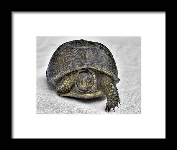 Hare-less Tortoise Framed Print featuring the photograph Hare-Less Tortoise by William Fields
