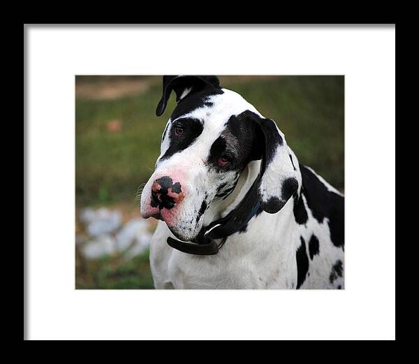 Harlequin Great Dane Framed Print featuring the photograph Harlequin Great Dane by Jai Johnson