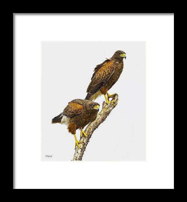 Hawk Framed Print featuring the photograph Harris' Hawk Pair by Fred J Lord