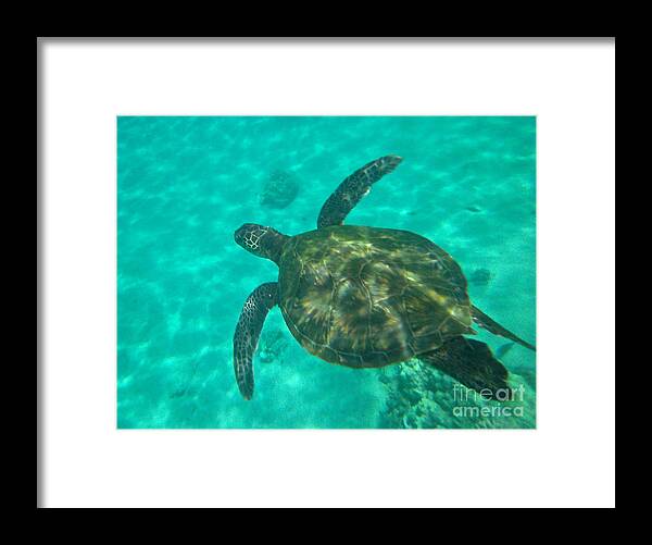 Photography Framed Print featuring the photograph Hawaiian Green Sea Turtle by Sean Griffin