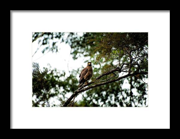 Eagle Framed Print featuring the photograph Hawk by Venura Herath