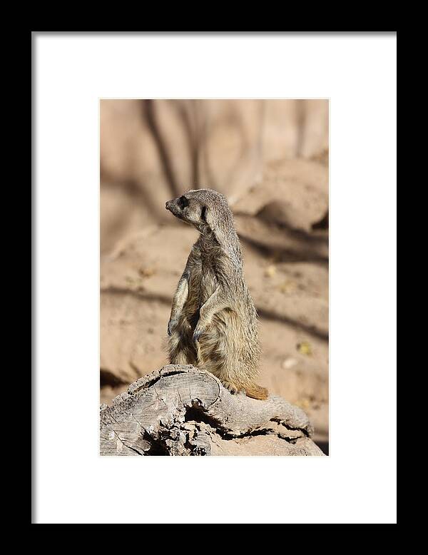 Meerkat Framed Print featuring the photograph He Went That Way by Kim Galluzzo