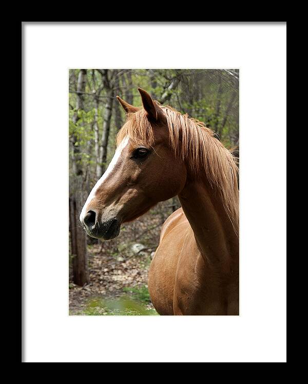 Horse Framed Print featuring the photograph Head Shot by Michael Dorn