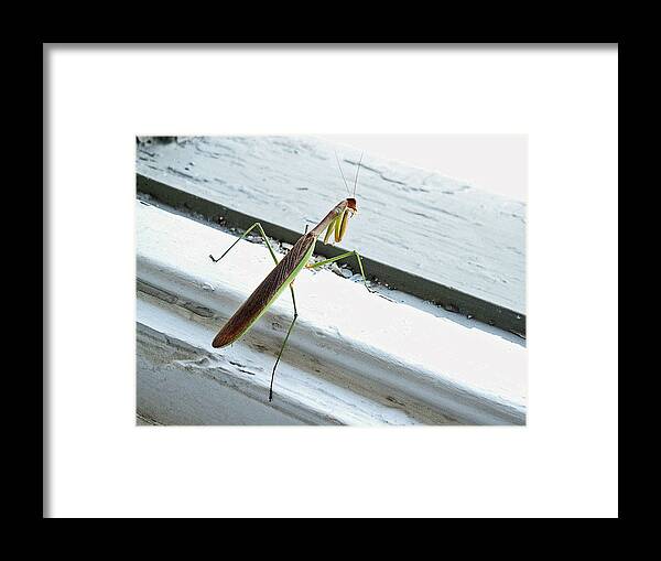 Mantid Framed Print featuring the photograph Heading Out by Lisa Phillips