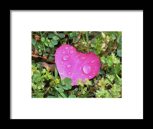 Rose Framed Print featuring the photograph Heart of a rose 003 by George Bostian