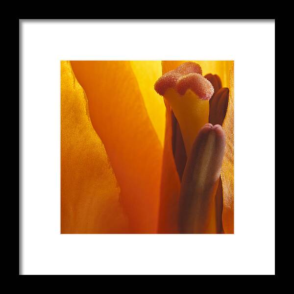 Macro Framed Print featuring the photograph Heaven's Sunrise by Naomi Clarke