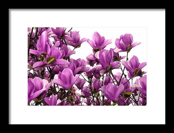 Flowers Framed Print featuring the photograph Heavenward by Gene Hilton