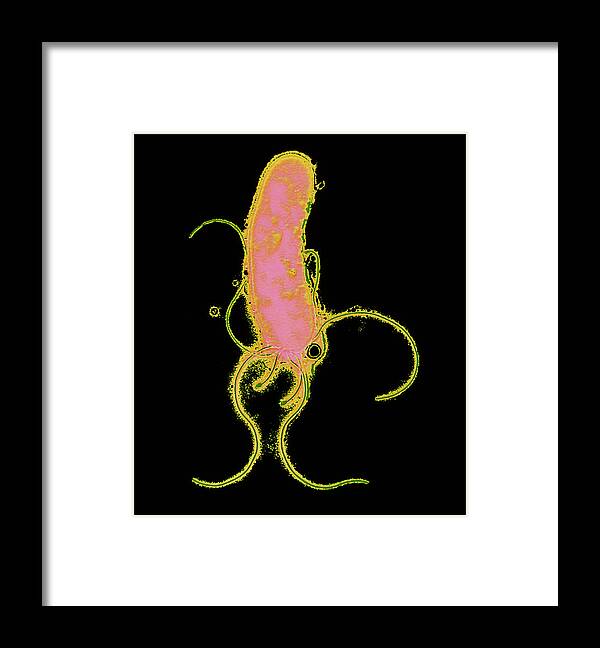 Helicobacter Pylori Framed Print featuring the photograph Helicobacter Pylori Bacterium by P. Hawtin, University Of Southampton