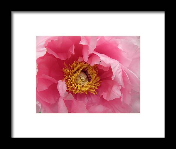 Pink Framed Print featuring the photograph hello PINK by Kim Galluzzo Wozniak