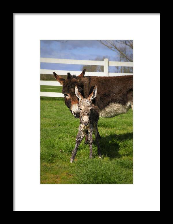 Baby Donkey Framed Print featuring the photograph Hello World by Tiana McVay