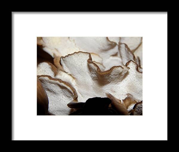 Mushrooms Framed Print featuring the photograph Hens of the Woods Mushrooms by Kim Galluzzo