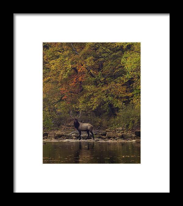 Fall Color Framed Print featuring the photograph Herd Bull Crossing the Buffalo River by Michael Dougherty