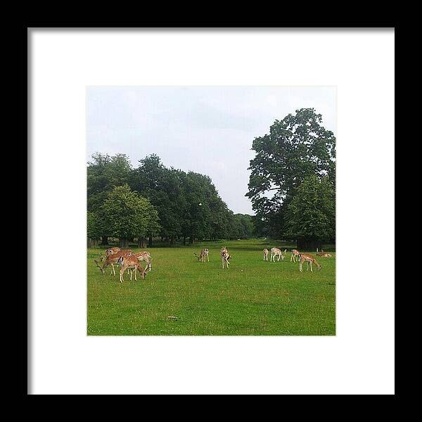 Deer Framed Print featuring the photograph Herd by Abbie Shores