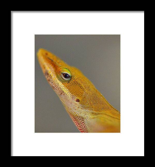 Little Lizard Framed Print featuring the photograph Here Lizard Lizard by Tanya Tanski