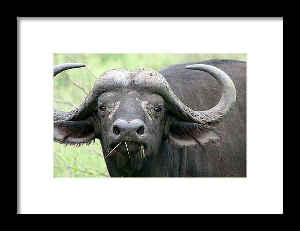 African Buffalo Framed Print featuring the photograph Here's Looking at You by Deborah Hall Barry