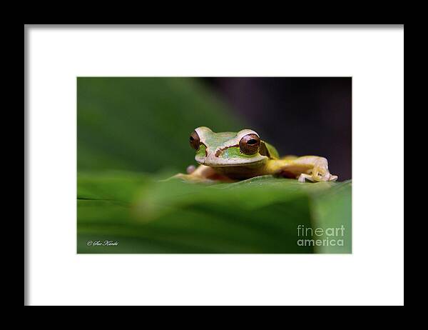 Costa Rica Framed Print featuring the photograph Heres Looking at You by Sue Karski
