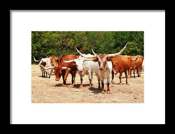 Longhorn Framed Print featuring the photograph Some Long Horns Ya Got There by Toni Hopper