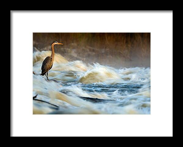 2007 Framed Print featuring the photograph Heron in Centaur Shute by Robert Charity