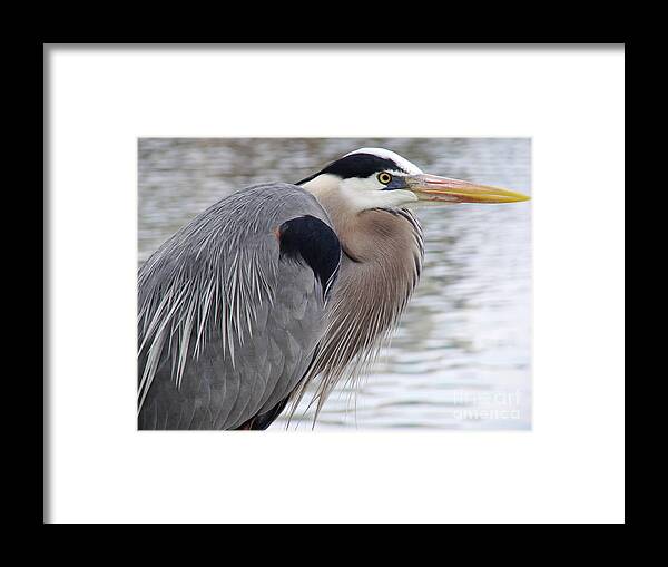 Heron Framed Print featuring the photograph Heron by Mark Holbrook
