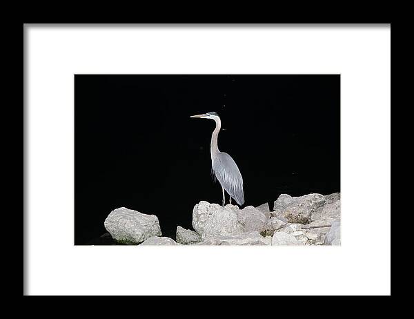 Heron Framed Print featuring the photograph Heron by RobLew Photography