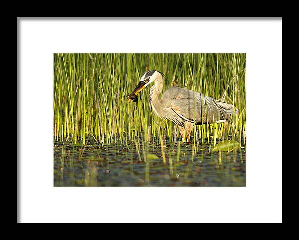 Great Blue Heron Framed Print featuring the photograph Heron's Snack by Mike Hainstock